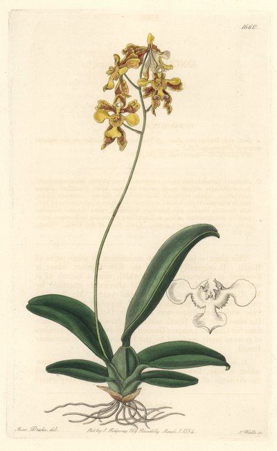 Gelbe Oncidium-Orchidee, heimisch in Brasilien - Starkes Wasser von S. Watts nach einer Illustration von Sarah Anne Drake (1803-1857), aus dem Botanical Register von Sydenham Teast Edwards