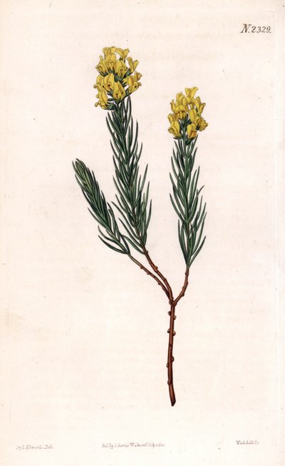 Ovalspitzige Aspalathus von Sydenham Teast Edwards