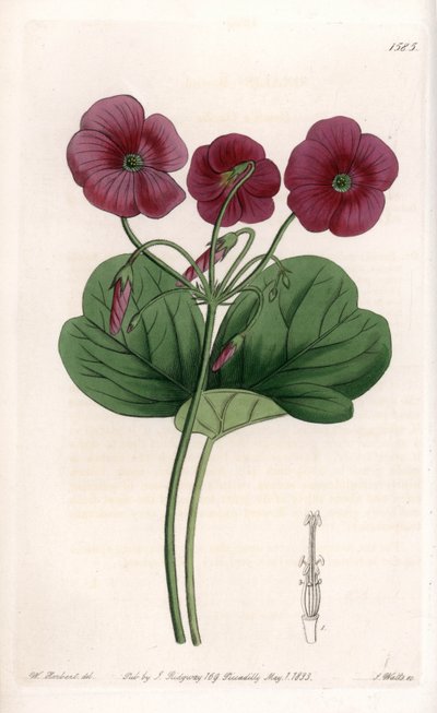 Oxalis de Bowie von Sydenham Teast Edwards