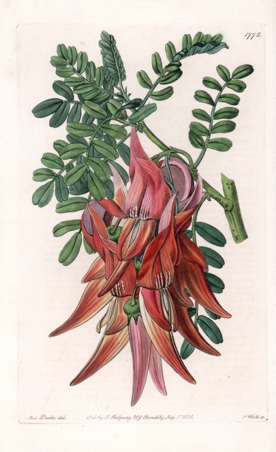 Papageienschnabel von Sydenham Teast Edwards