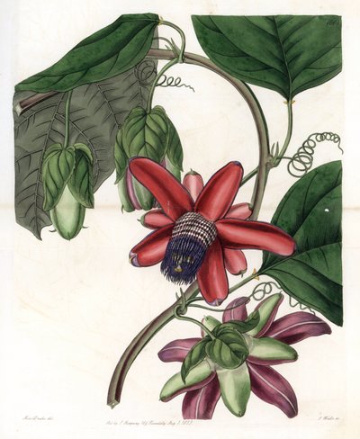 Passionsblume Variete - Tafel graviert von S. Watts, nach einer Illustration von Sarah Anne Drake (1803-1857), aus dem Botanical Register von Sydenham Edwards (1768-1819), England von Sydenham Teast Edwards