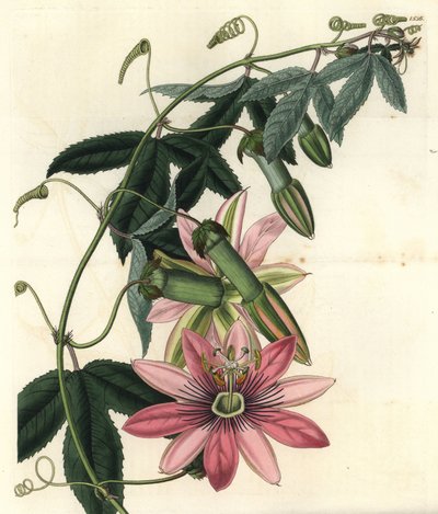Passionsblume - Poro poro, Passiflora pinnatistipula von Sydenham Teast Edwards