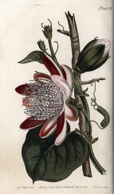 Passionsblume, Knospe und Blüte (Kupferstich) von Sydenham Teast Edwards