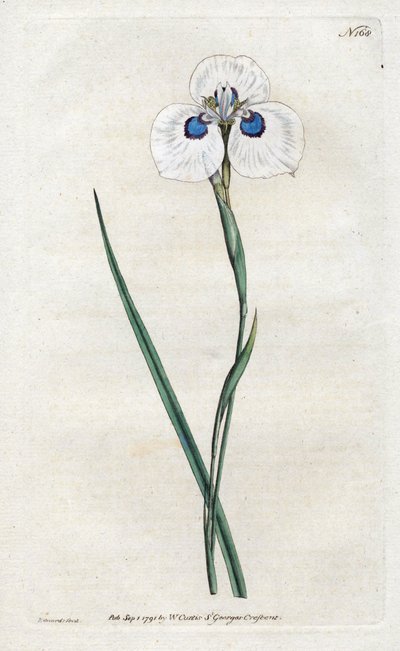 Pfauen-Iris - Lithographie von Sydenham Edwards (1768-1819), Tafel aus William Curtis