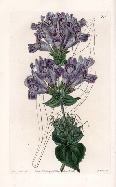Penstemon Variete - Platte graviert von S. Watts nach einer Illustration von Sarah Anne Drake (1803-1857), aus dem Botanical Register von Sydenham Edwards (1768-1819), England von Sydenham Teast Edwards