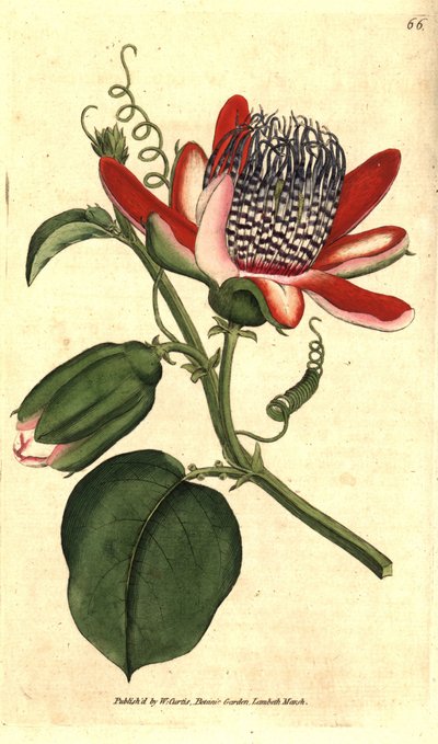Geflügelte Passionsblume, Passiflora alata von Sydenham Teast Edwards