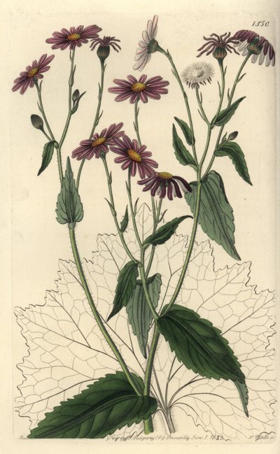 Pericallis tussilaginis (Huflattichblättriges Greiskraut, Senecio tussilaginis). Handkolorierter Kupferstich von S. Watts nach einer Illustration von Miss Sarah Drake aus Sydenham Edwards