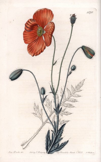 Persischer Mohn, Varietät - Graviert von S. Watts, nach einer Illustration von Sarah Anne Drake, aus dem Botanischen Register von Sydenham Edwards, England von Sydenham Teast Edwards