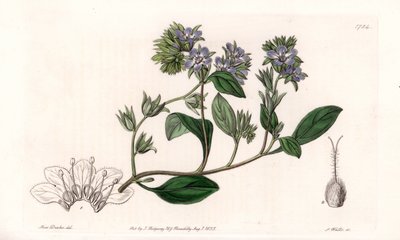 Phacelia, endemisch in Kalifornien - Graviert von S. Watts, nach einer Illustration von Sarah Anne Drake (1803-1857), aus dem Botanischen Register von Sydenham Edwards (1768-1819), England von Sydenham Teast Edwards