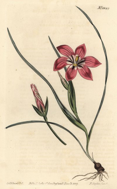 Rosa Froetang, Romulea flava (Blush Trichonema, Trichonema pudicum). Handkolorierter Kupferstich von F. Sansom Jr. nach einer Illustration von Sydenham Edwards aus William Curtis