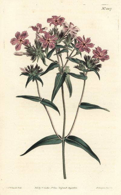 Prärie-Phlox von Sydenham Teast Edwards