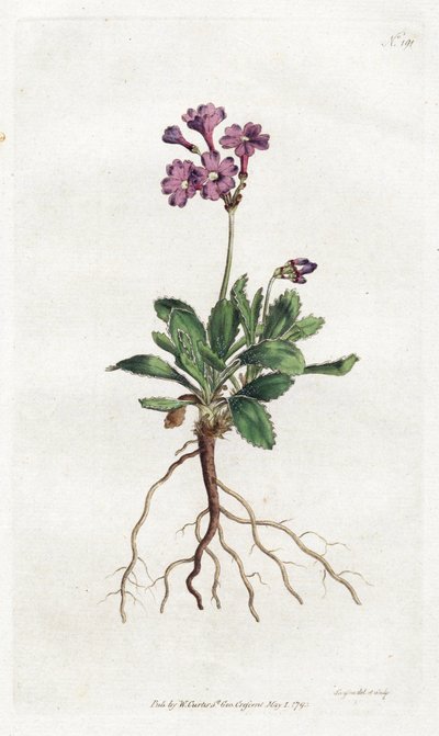 Primevere marginee - Lithographie von Sydenham Edwards (1768-1819), Tafel aus William Curtis