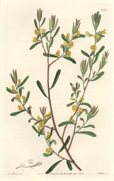 Pultanea flexilis, aus Australien, aus dem Botanischen Register von Sydenham Teast Edwards