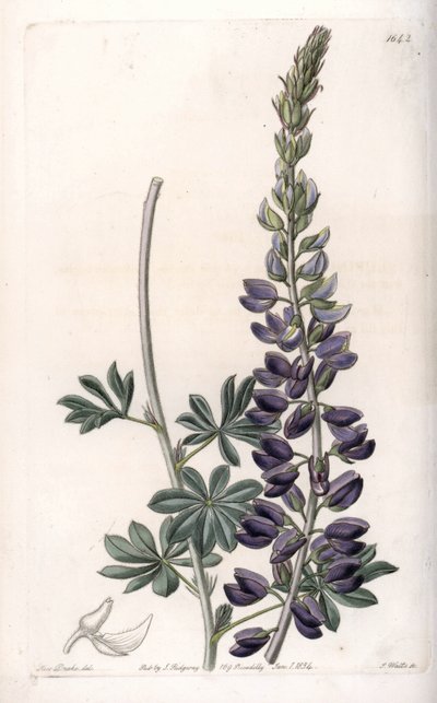 Purpur-Lupine Variete - Graviert von S. Watts, nach einer Illustration von Sarah Anne Drake (1803-1857), aus dem Botanical Register von Sydenham Edwards (1768-1819), England von Sydenham Teast Edwards