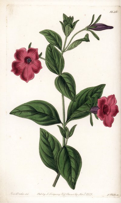Purpurblütige Petunie - Tafel graviert von S. Watts, nach einer Illustration von Sarah Anne Drake (1803-1857), aus dem Botanical Register von Sydenham Edwards (1768-1819), England von Sydenham Teast Edwards