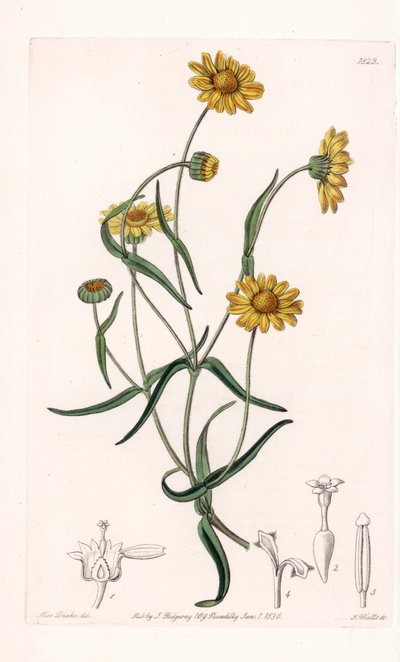Königsgänseblümchen von Kalifornien von Sydenham Teast Edwards