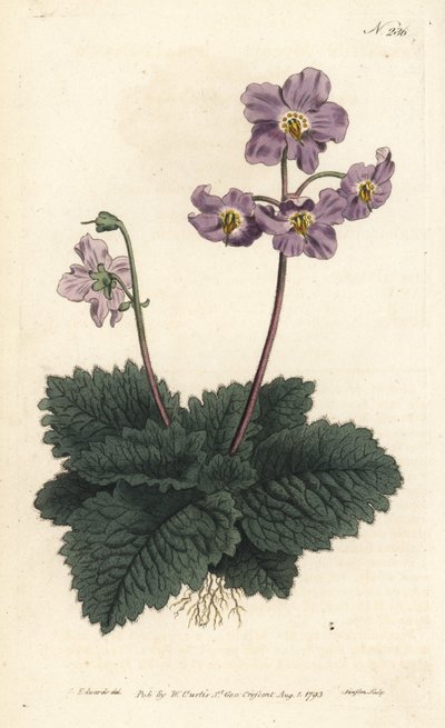 Ramondy der Pyrenäen von Sydenham Teast Edwards
