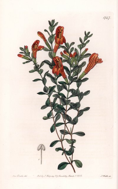 Rotes Clinopodium, aus dem Botanischen Register von Sydenham Edwards von Sydenham Teast Edwards