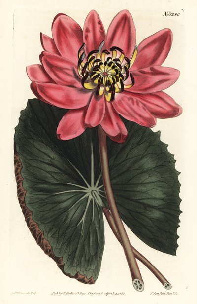 Rote Lotusblume von Sydenham Teast Edwards