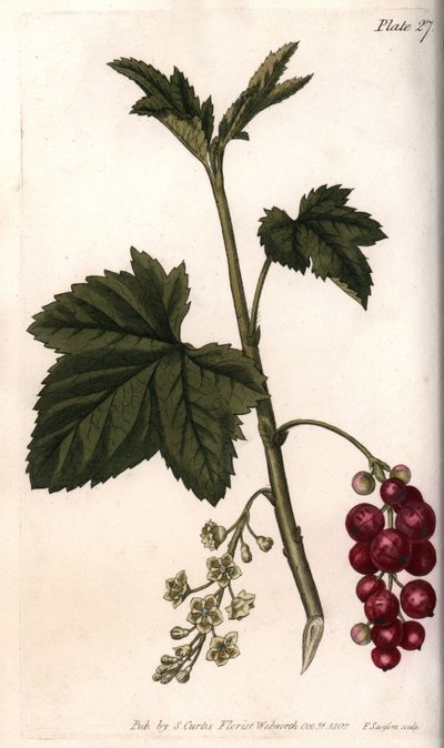 Rote Johannisbeere von Sydenham Teast Edwards