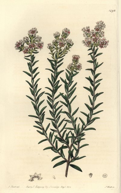 Rote Soulangia, Soulangia rubra von Sydenham Teast Edwards