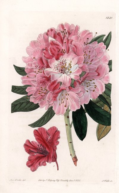 Rhododendron Hybrid Variete - Graviert von S. Watts, nach einer Illustration von Sarah Anne Drake (1803-1857), aus dem Botanical Register von Sydenham Edwards (1768-1819), England von Sydenham Teast Edwards