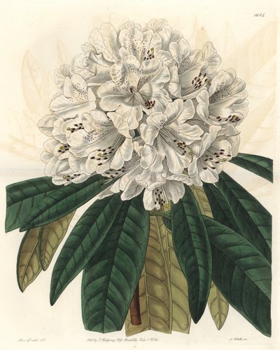 Rhododendron oder Azalee mit weißen Blüten, heimisch in Nepal von Sydenham Teast Edwards