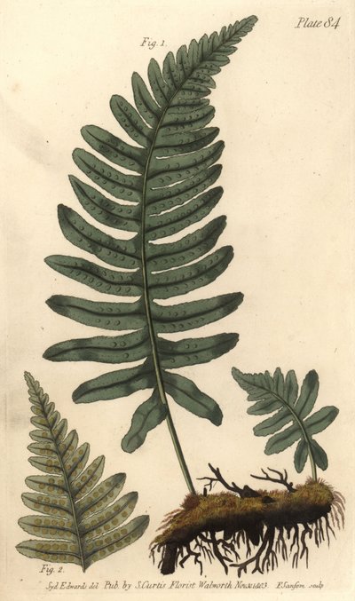 Felsenfarn oder Tüpfelfarn, Polypodium vulgare von Sydenham Teast Edwards