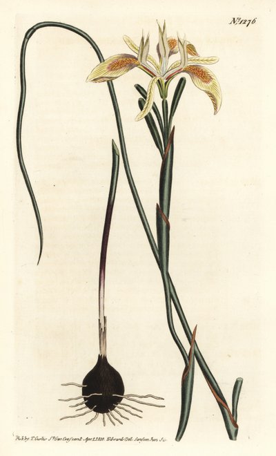 Gerolltes Moraea-Blatt, Moraea angusta von Sydenham Teast Edwards