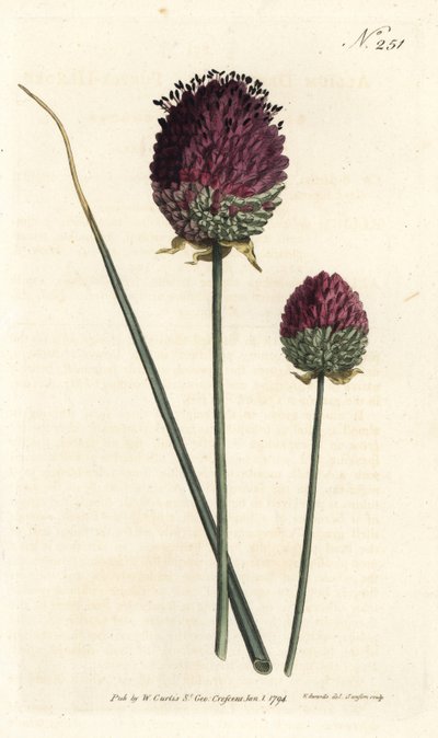 Kugelköpfiger Lauch von Sydenham Teast Edwards