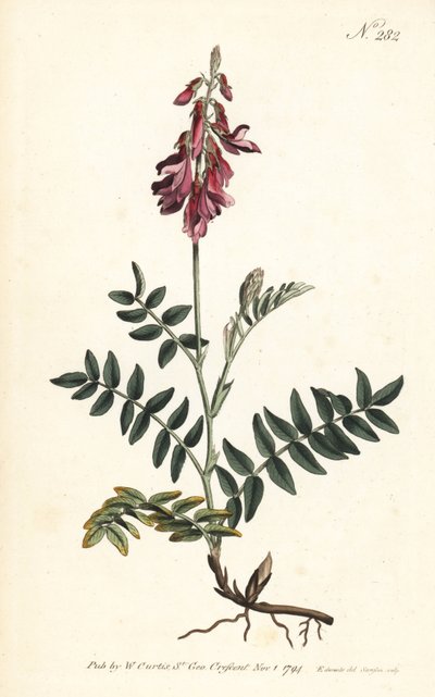 Alpen-Esparsette von Sydenham Teast Edwards