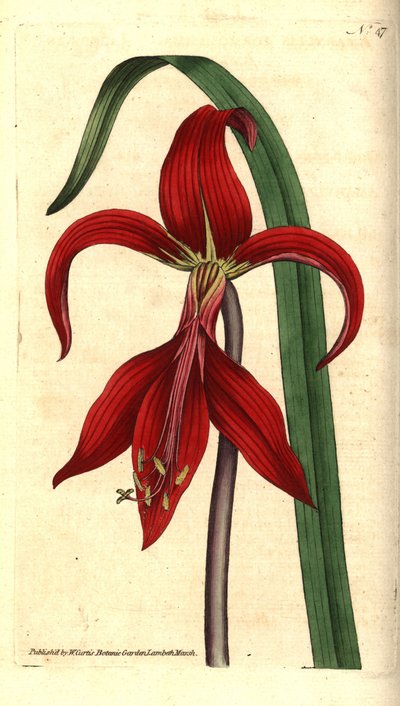 Jakobslilie, Sprekelia formosissima von Sydenham Teast Edwards