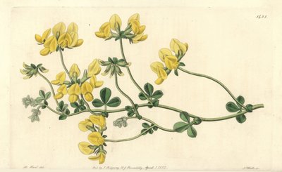 Sand-Lotus von Sydenham Teast Edwards