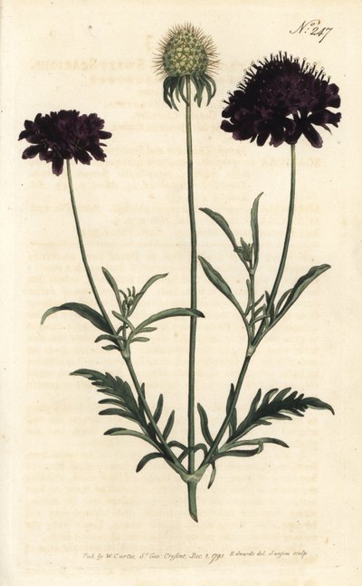 Gartenskabiose (Stich von Sansom, Illustration von Sydenham Edwards) von Sydenham Teast Edwards