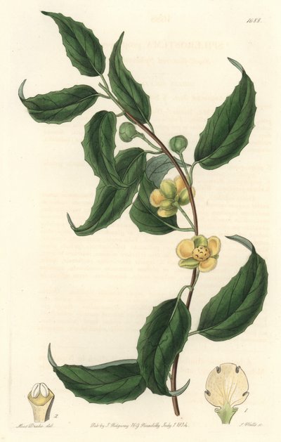 Schisandra mit gelben Blüten, heimisch in Nepal von Sydenham Teast Edwards