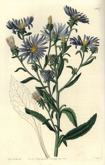 Prachtaster, Aster spectabilis von Sydenham Teast Edwards