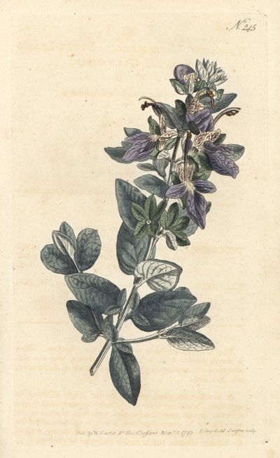Strauchiger Gamander, Teucrium fruticans von Sydenham Teast Edwards