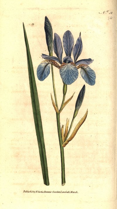 Sibirische Iris, Iris sibirica von Sydenham Teast Edwards