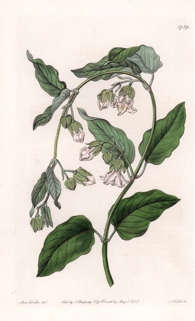 Seidenhalter Araujia - Platte graviert von S. Watts, nach einer Illustration von Sarah Anne Drake (1803-1857), aus dem Botanical Register von Sydenham Edwards (1768-1819), England von Sydenham Teast Edwards