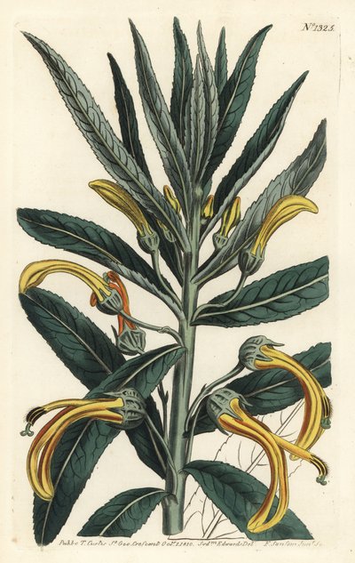 Siphocampylus giganteus, gefährdet (Gigantische Lobelie, Lobelia gigantea). Handkolorierte Kupferstichgravur von F. Sansom Jr. nach einer Illustration von Sydenham Edwards aus William Curtis