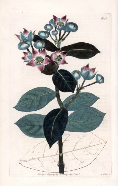 Sodomapfelbaum oder Seidenbaum - Platte graviert von S. Watts nach einer Illustration von Sarah Anne Drake (1803-1857), aus dem Botanical Register von Sydenham Edwards (1768-1819), England von Sydenham Teast Edwards