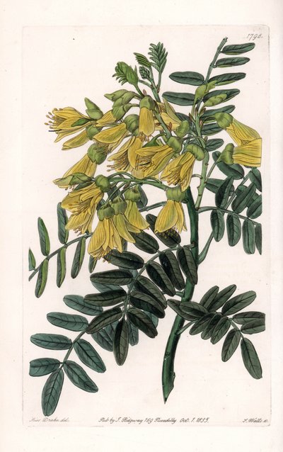 Südamerikanische Sophora Varietät von Sydenham Teast Edwards
