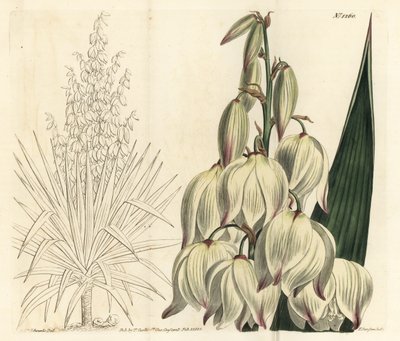 Spanischer Dolch oder prächtige Adamsnadel, Yucca gloriosa von Sydenham Teast Edwards