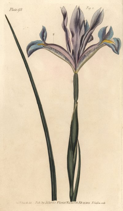 Spanische Iris, Iris xiphium (Stich von F. Sansom, Illustration von Sydenham Edwards) von Sydenham Teast Edwards