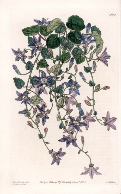 Stern-Glockenblume von Sydenham Teast Edwards
