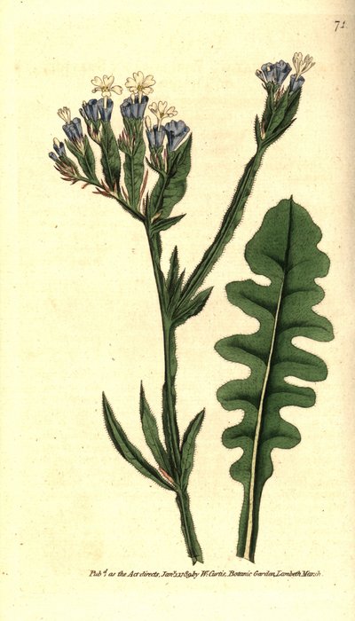 Meerlavendel von Sydenham Teast Edwards