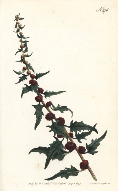 Blättriger Gänsefuß, Chenopodium foliosum (Erdbeer-Gänsefuß, Blitum virgatum) von Sydenham Teast Edwards