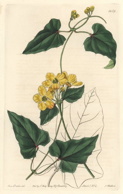 Stygmaphyllon, heimisch in Südamerika von Sydenham Teast Edwards