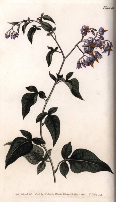 Bittersüßer Nachtschatten (Kupferstich) von Sydenham Teast Edwards