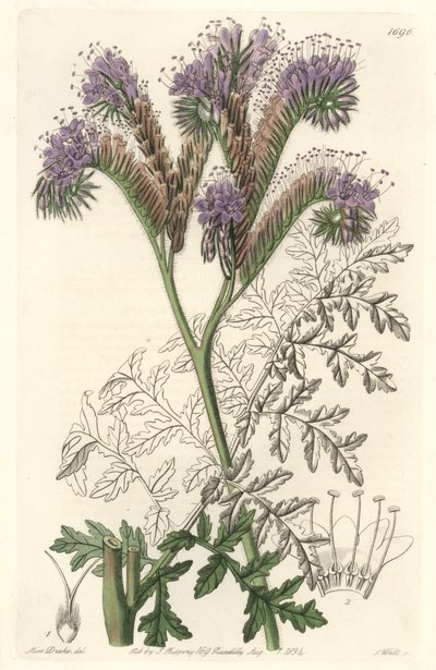 Rainfarnblättrige Phacelia, heimisch in Kalifornien - Wasser forte von S. Watts nach einer Illustration von Sarah Anne Drake (1803-1857), aus dem Botanical Register von Sydenham Teast Edwards